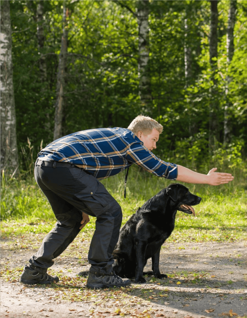 Dog obedience training session in park with owner, walking commands, positive reinforcement.