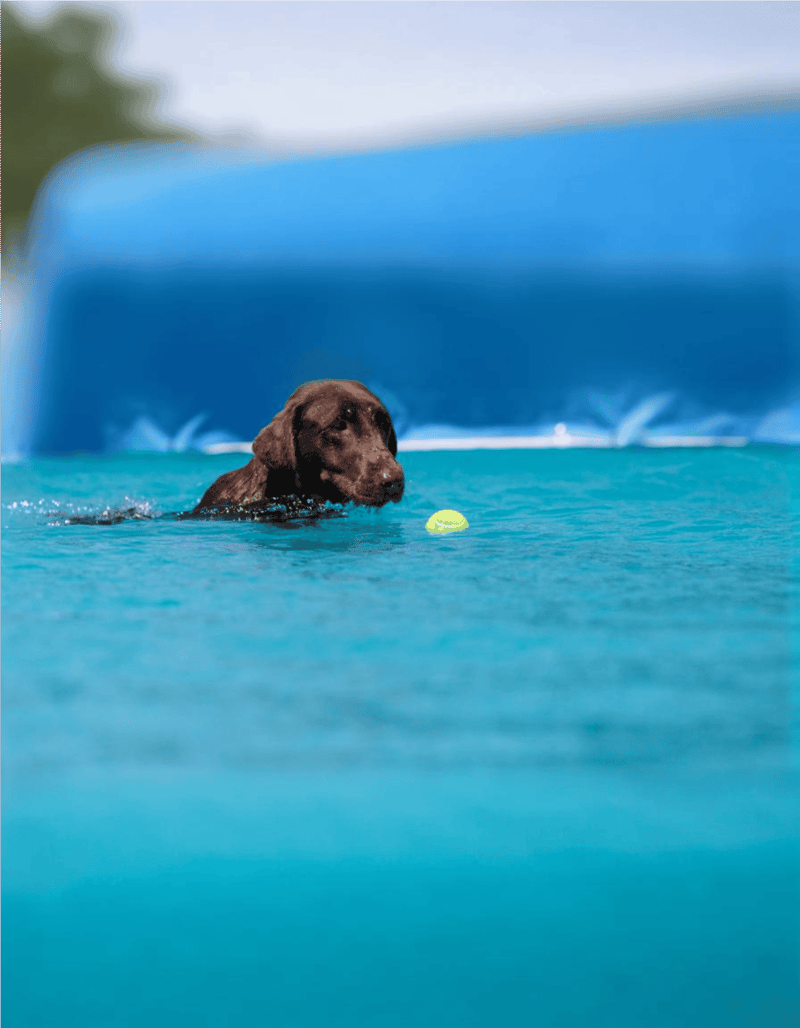 Dog swimming in pool with tennis ball, aquatic play, fun outdoor dog activity.