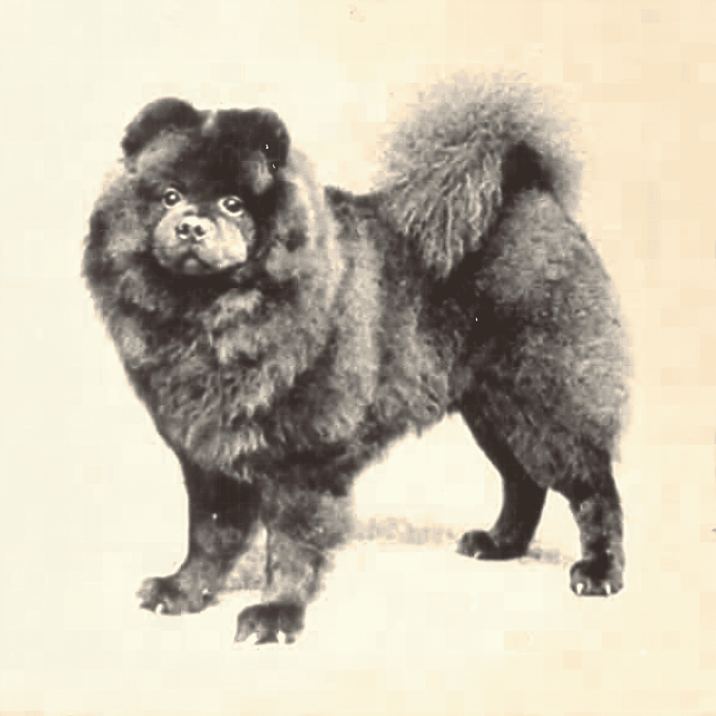 One Emperor May Have Kept Thousands of Chows