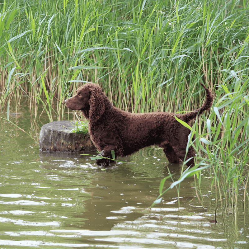 Temperament & Intelligence Of The American Water Spaniel