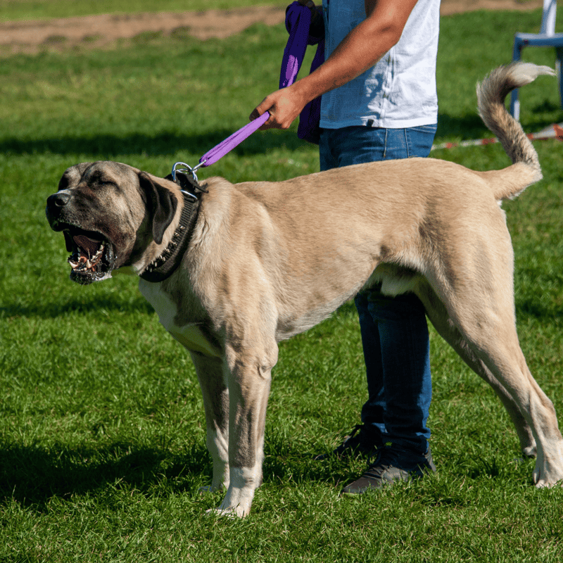 Temperament & Intelligence Of The Anatolian Shepherd Dog