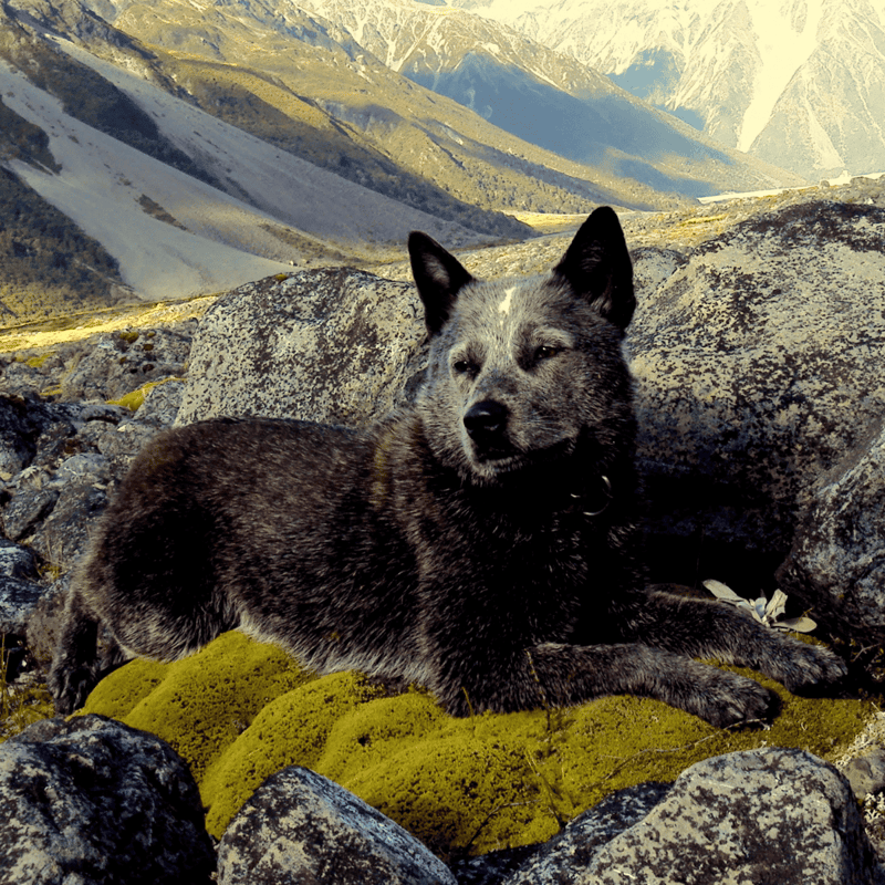 Temperament & Intelligence Of The Australian Stumpy Tail Cattle Dog