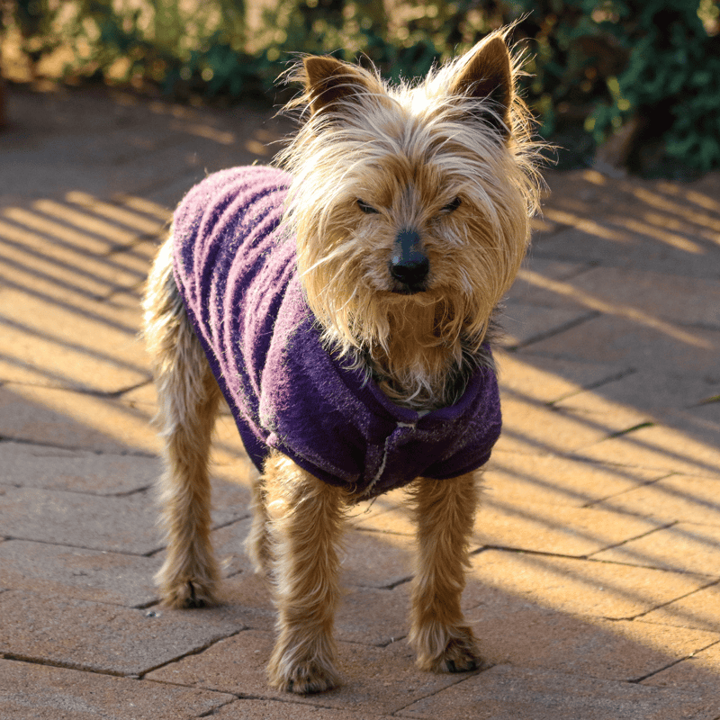 Dogfix.com - Happy, well-groomed terrier dog in green grass.