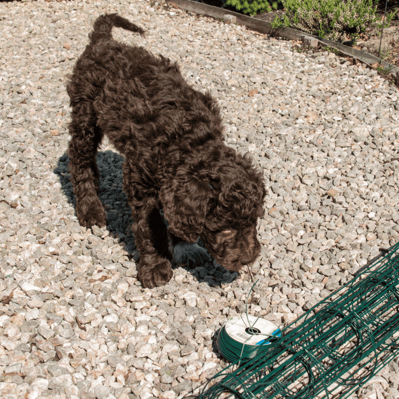 Cute Labradoodle with curly coat, resting dog, professional pet photography.