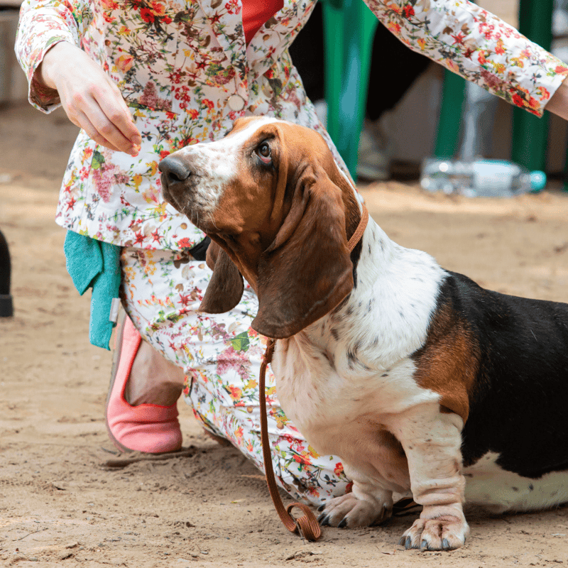 Basset hound breed enjoying grassy park scenery.