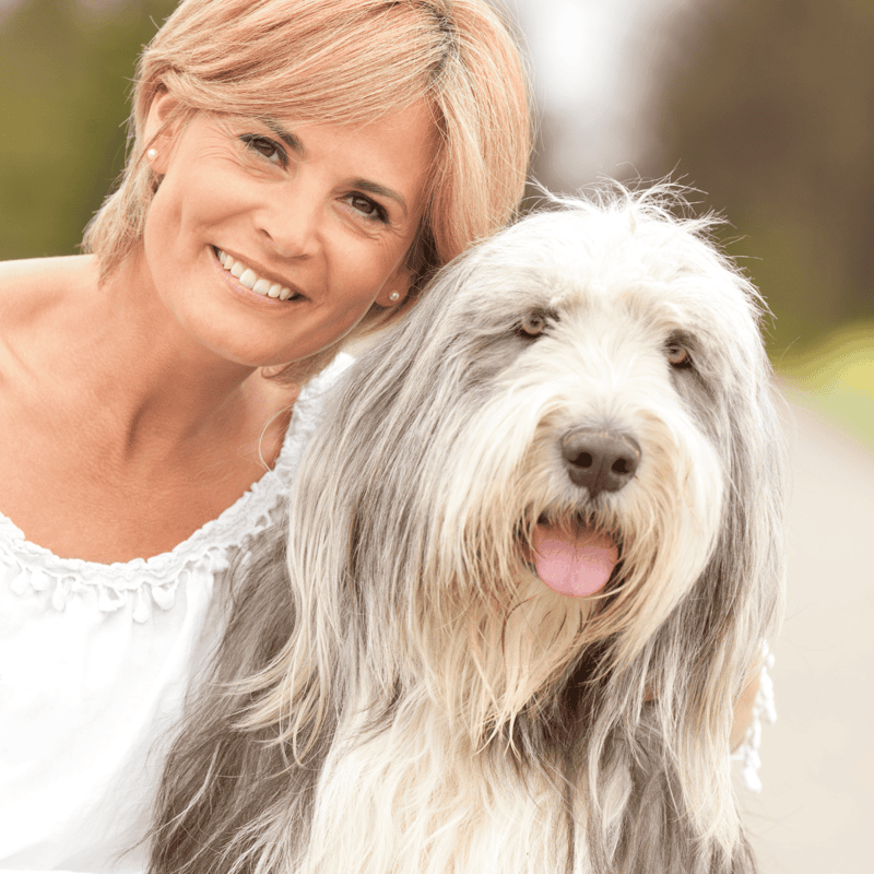 Dog lying on grass with a blurred wooden fence background, showcasing a calm, fluffy sheepdog.