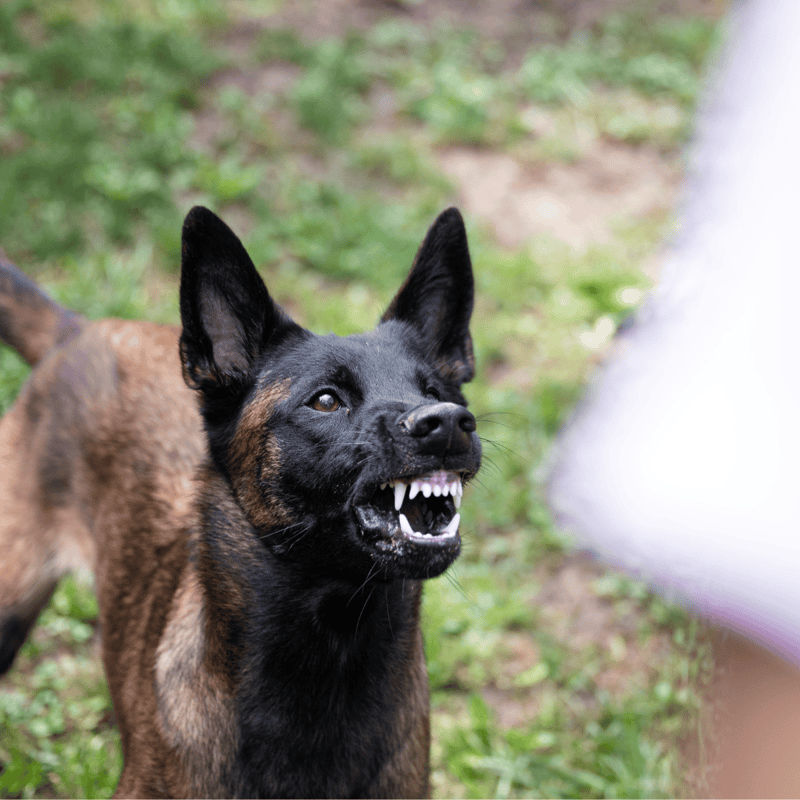 Dog training tips for Belgian Malinois dogs with expert guidance.