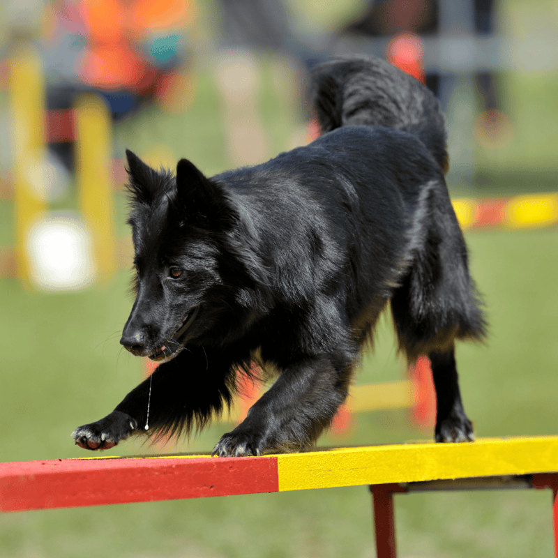 Black Border Collie participating in agility course.