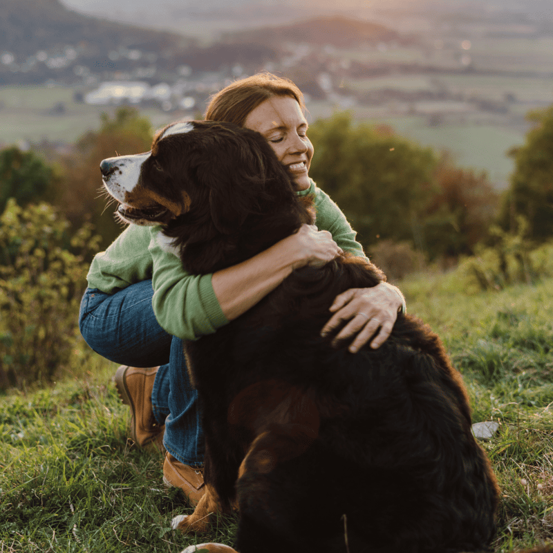 Adorable Bernese Mountain Dog enjoying time outside on green grass.