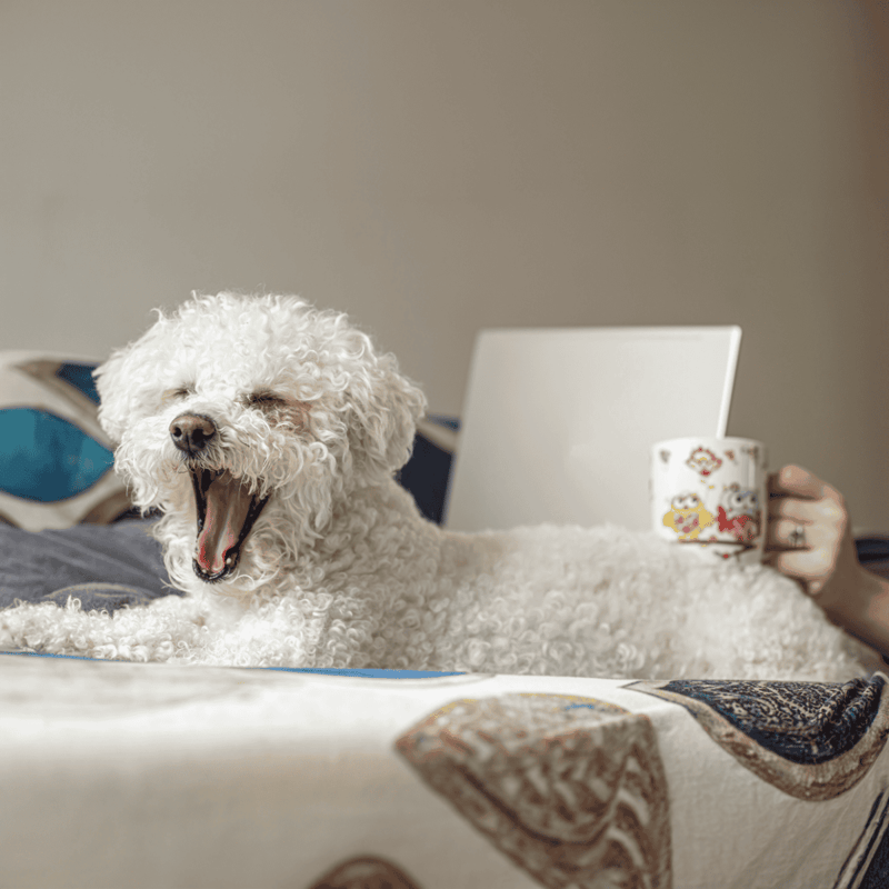 Happy dog yawning while resting, adorable curly-haired pet on comfy bed, relaxing at home.