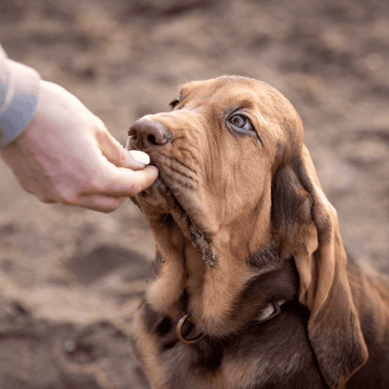 Adopt, rescue, and care for dogs with Dogfix.com.