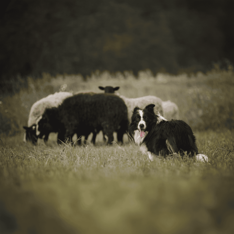 Close-up of a Border Collie with sheep on a farm, showcasing herding dogs in action.
