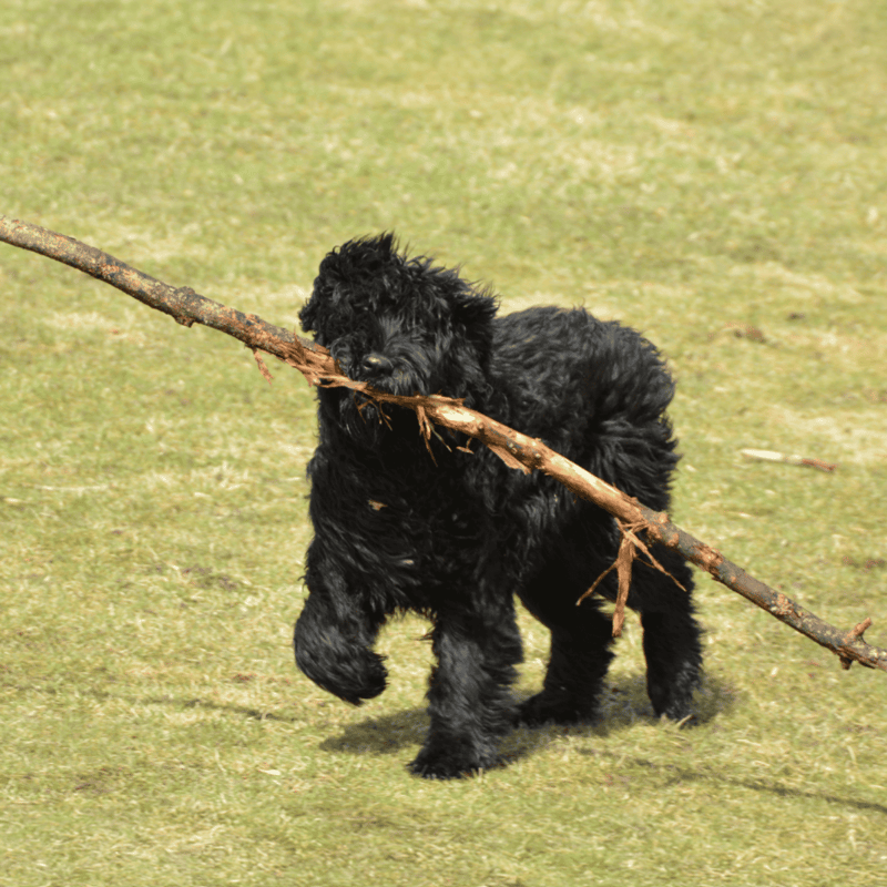 Temperament & Intelligence Of The Bouvier des Flandres