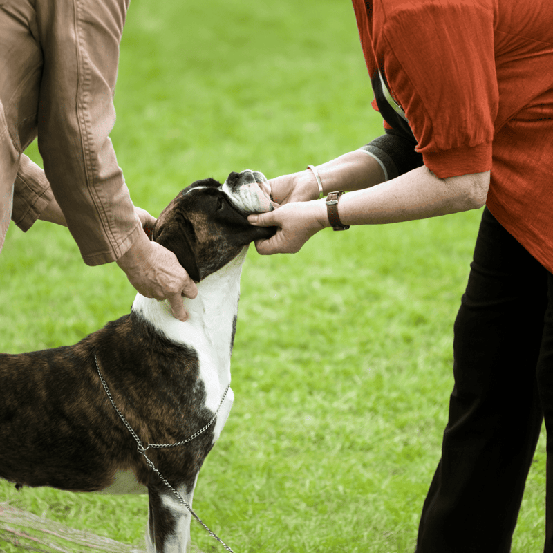 Temperament & Intelligence Of The Boxer