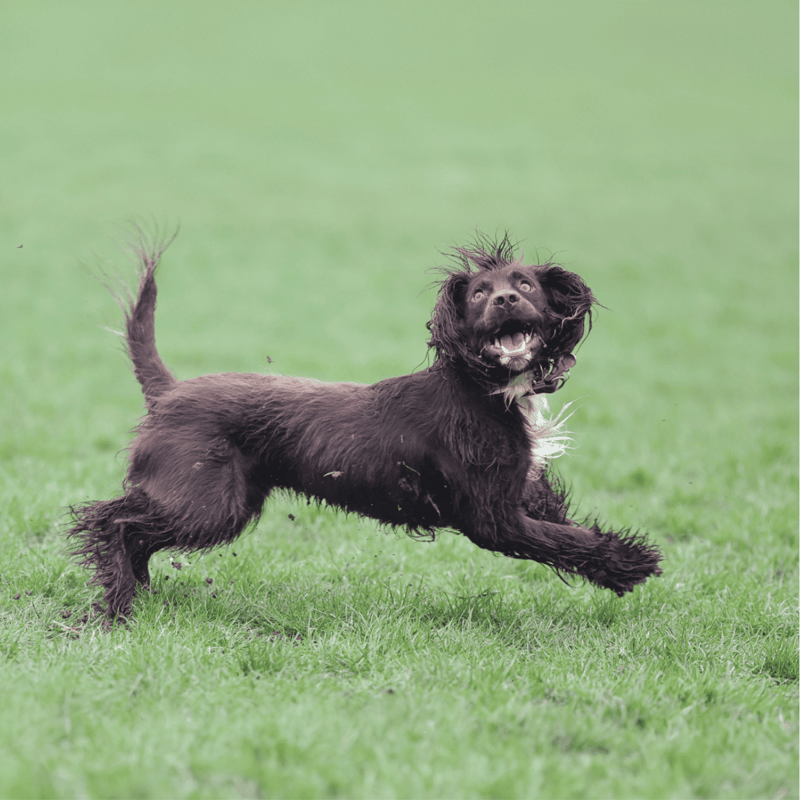 Happy brown and white English Springer Spaniel sitting indoors.