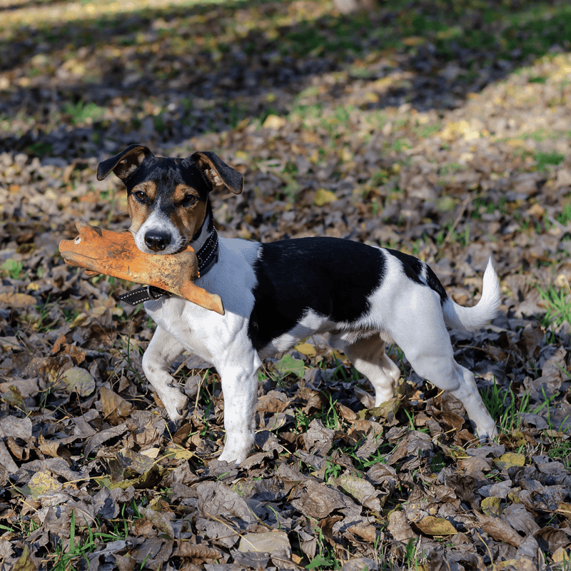 Temperament & Intelligence Of The Brazilian Terrier