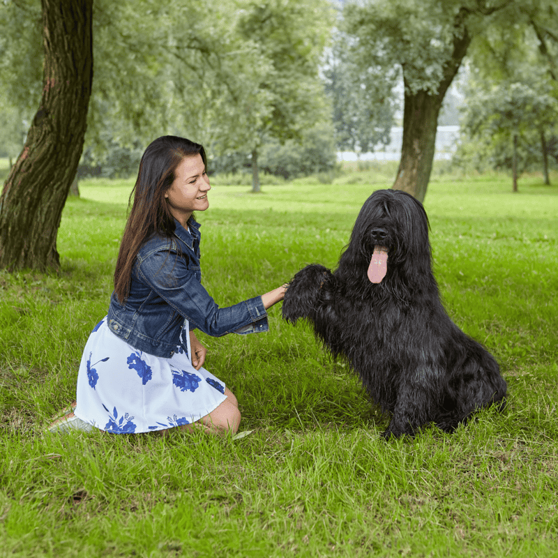 Temperament & Intelligence Of The Briard