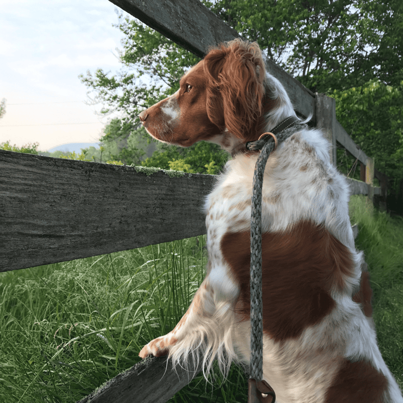 Adorable dog gazing through a rustic wooden fence in a lush green area.