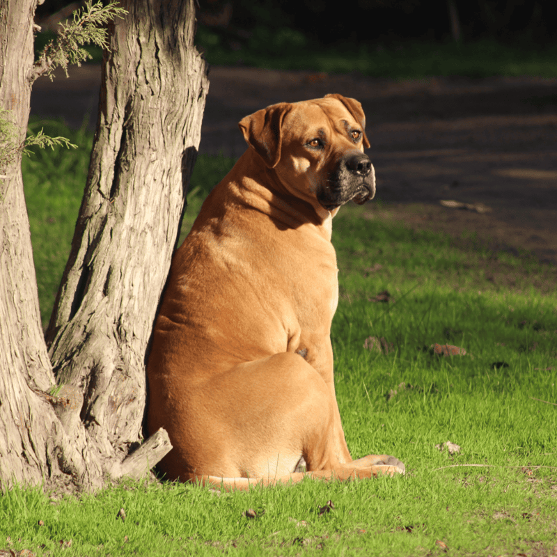 Close-up of a large, relaxed dog lying outdoors with a lush green background.