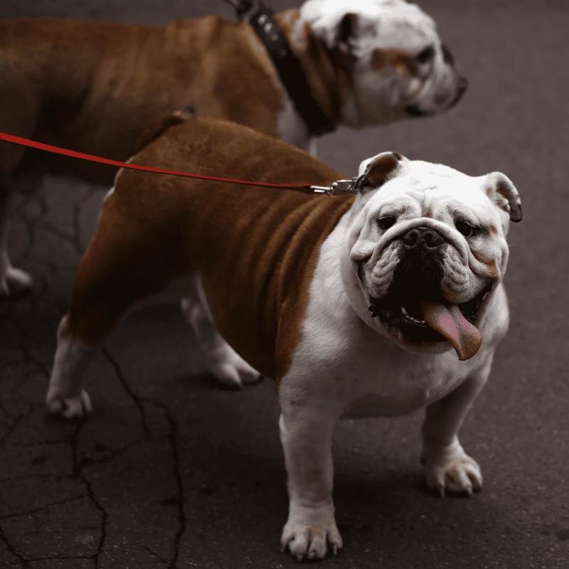 Temperament & Intelligence Of The Bulldog