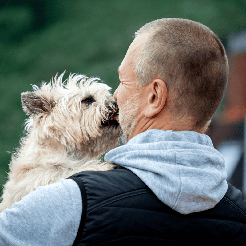 Adorable dog wearing a harness, smiling and sitting on the grass outdoors.