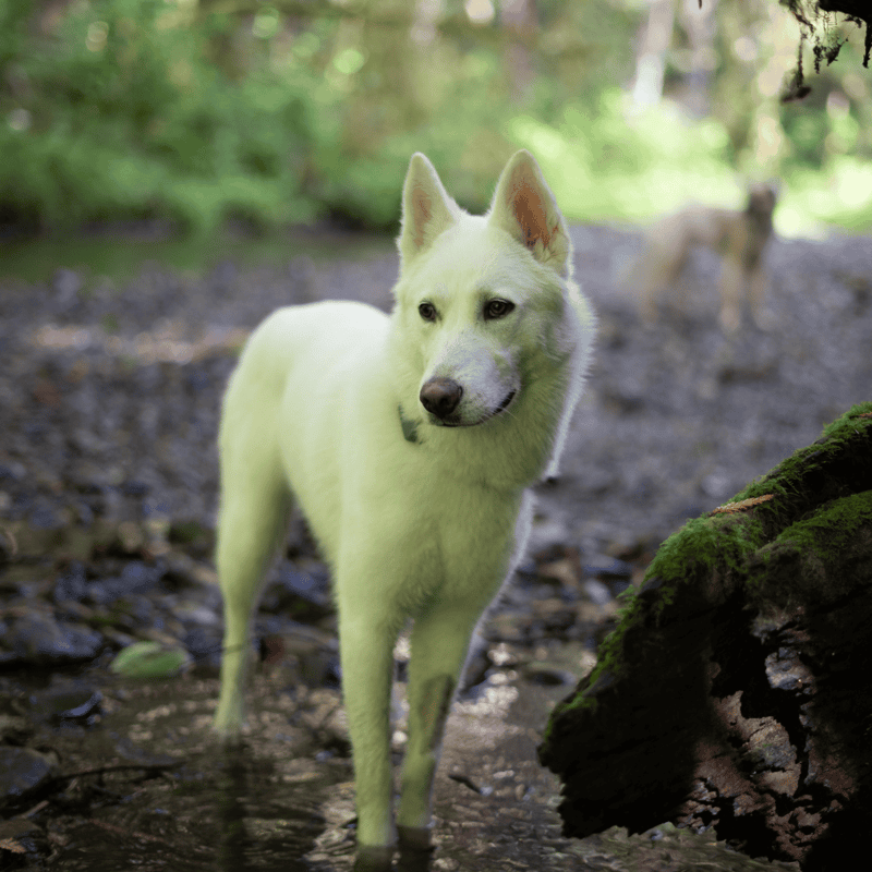 Adorable husky puppy lying on a dog bed with slippers nearby.