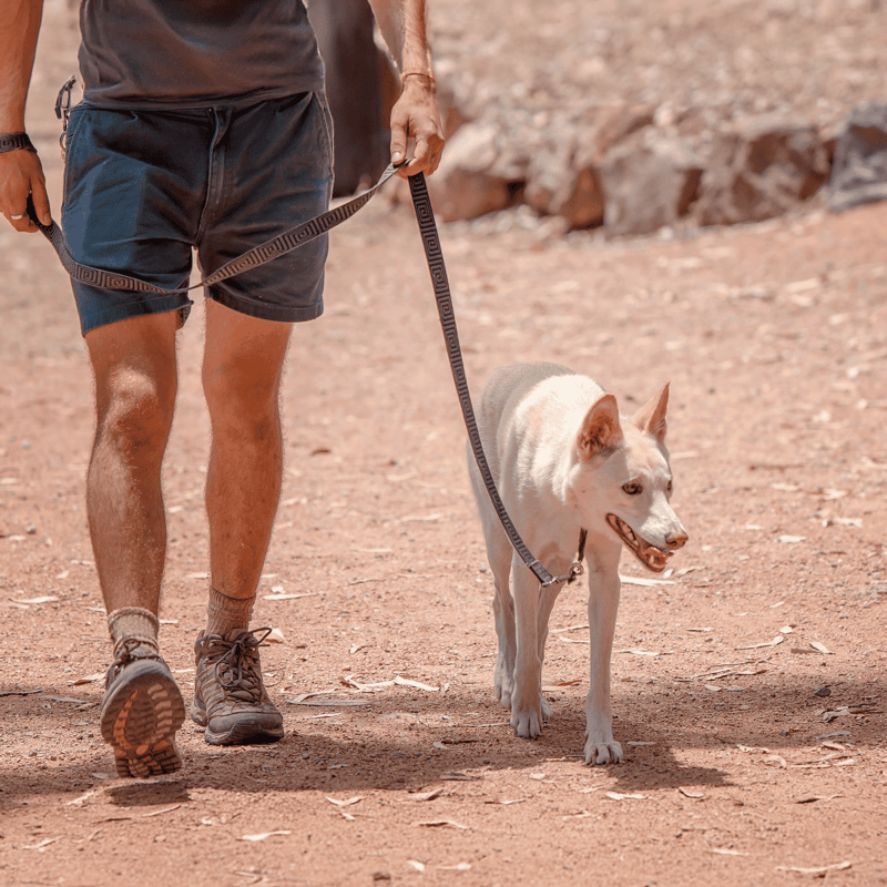 Close-up of a dog’s profile with a focused expression, wearing a red collar in natural light.