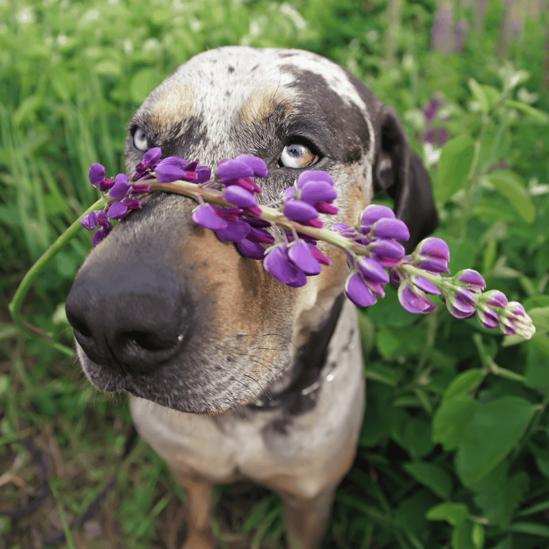 Adorable Dalmatian with blue eyes in snowy forest, close-up portrait.