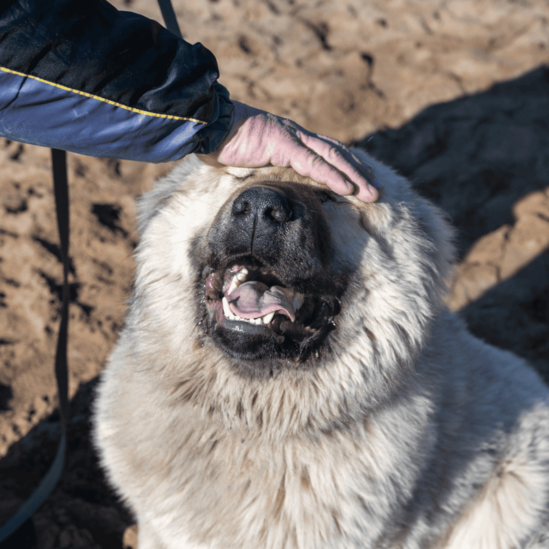Large Mastiff dog outdoors, showing detailed facial features and fur texture.