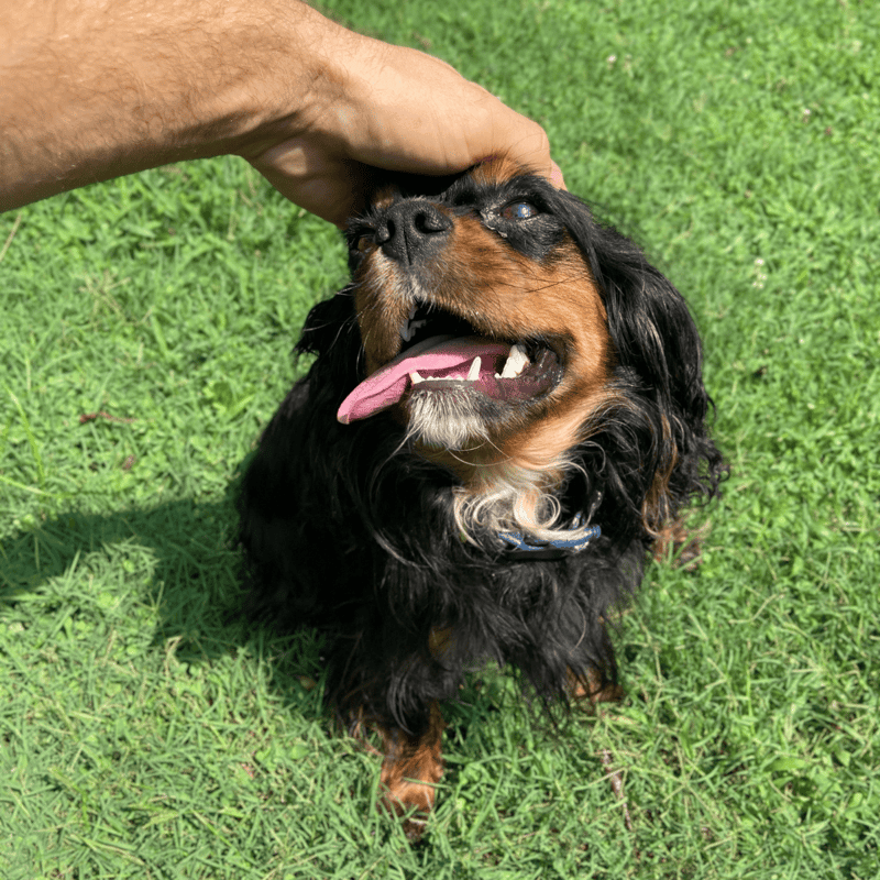 Temperament & Intelligence Of The Cavalier King Charles Spaniel