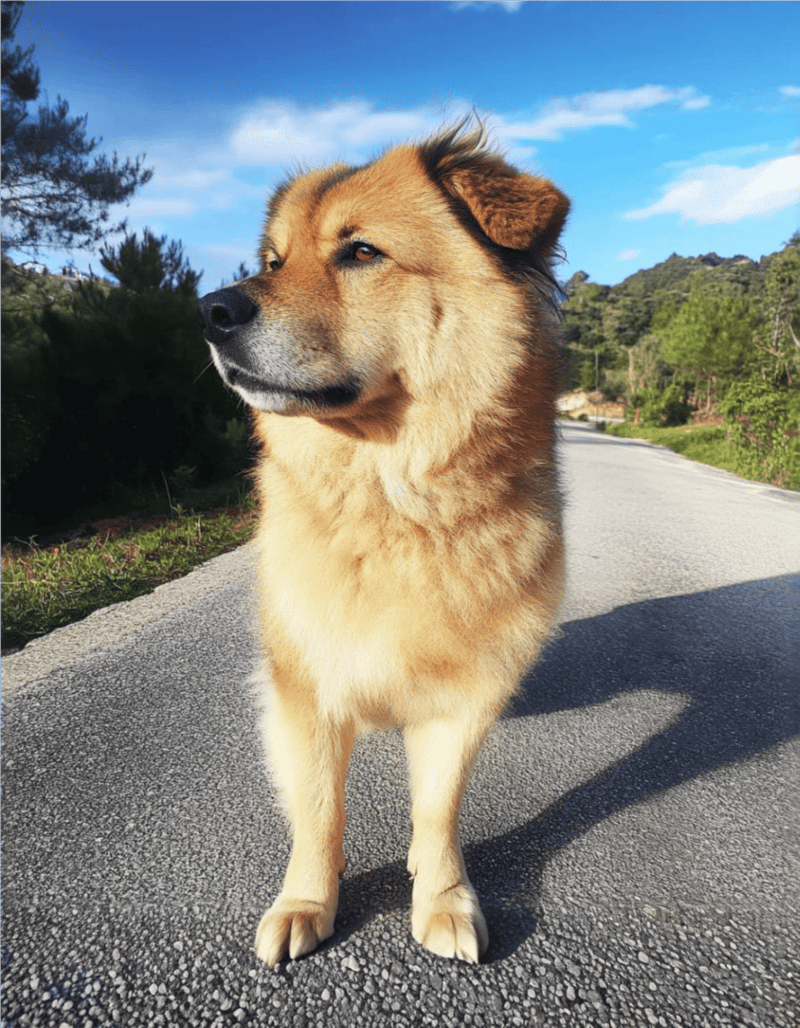 Adorable golden retriever in snowy weather wearing a stylish black and red winter coat.