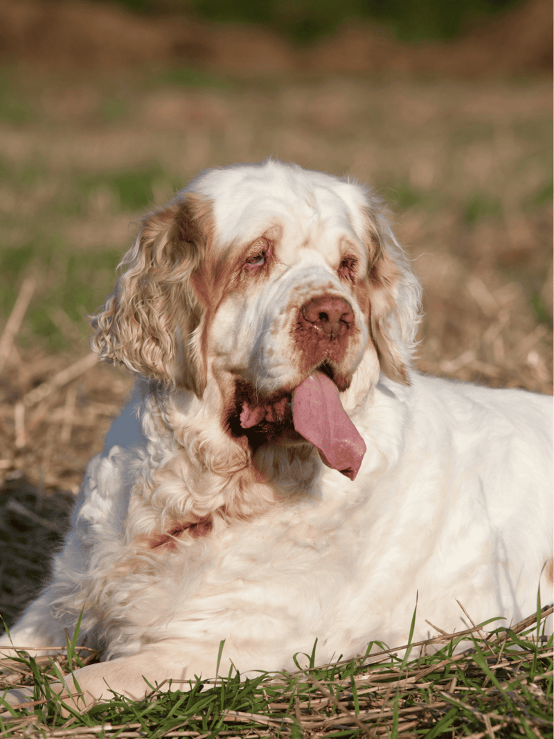 Temperament & Intelligence Of The Clumber Spaniel
