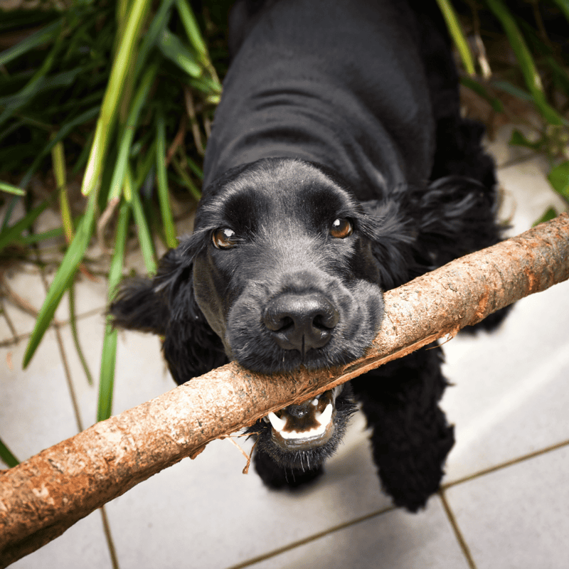 Temperament & Intelligence Of The Cocker Spaniel