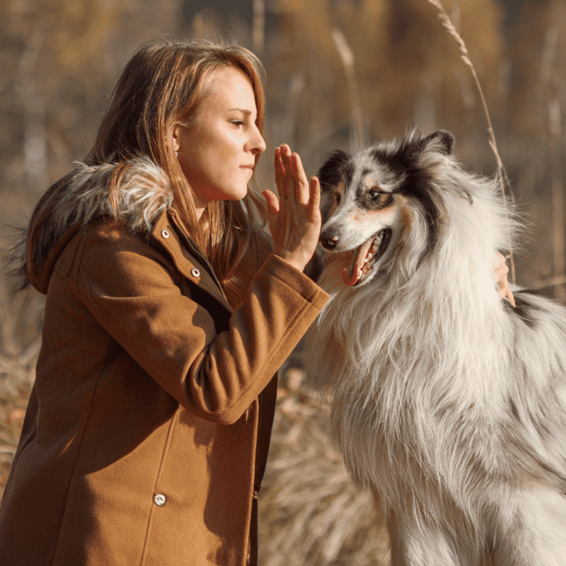 Elegant Shetland Sheepdog smiling outdoors.