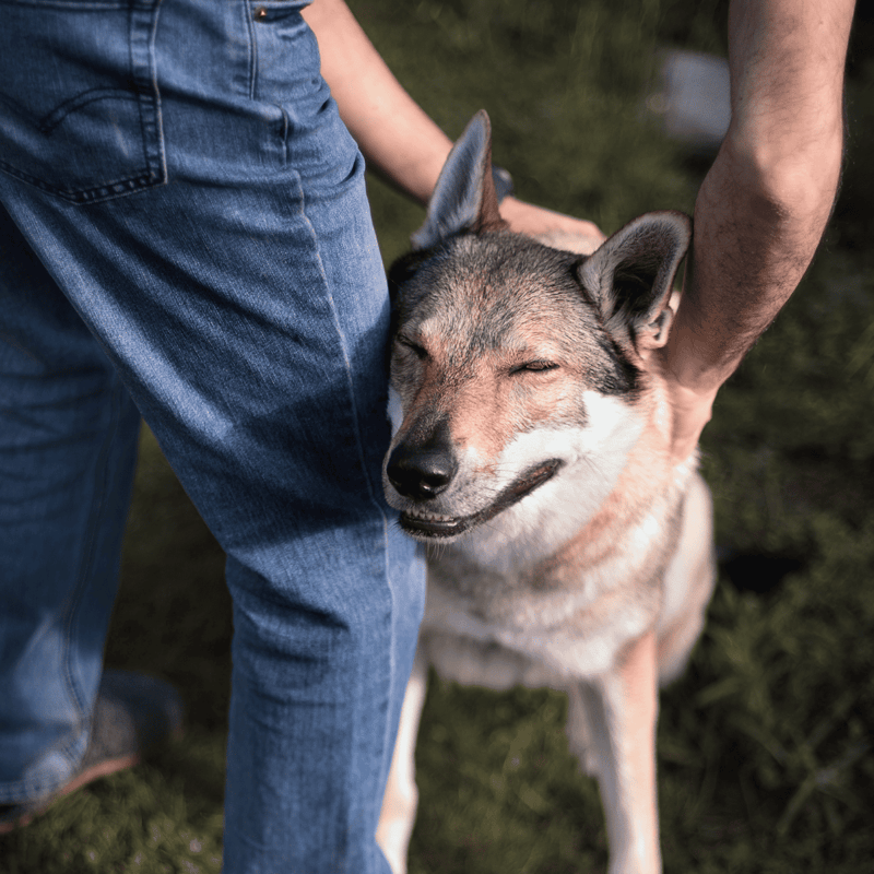 Highly detailed close-up of a wolf dog with piercing eyes and a thick coat, emphasizing wild canine features.