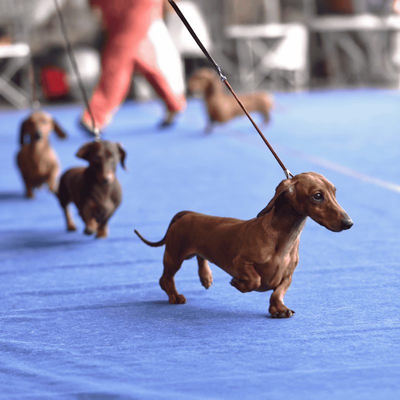 Cute black and tan puppy lying on a soft brown blanket.