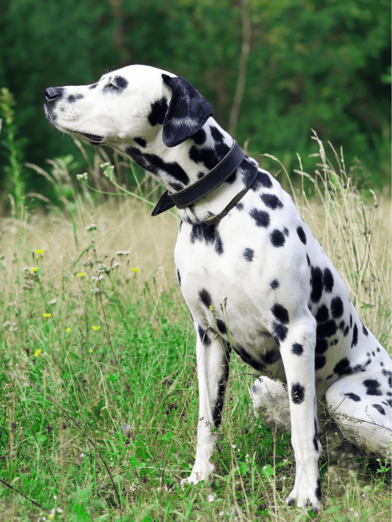 Temperament & Intelligence Of The Dalmatian