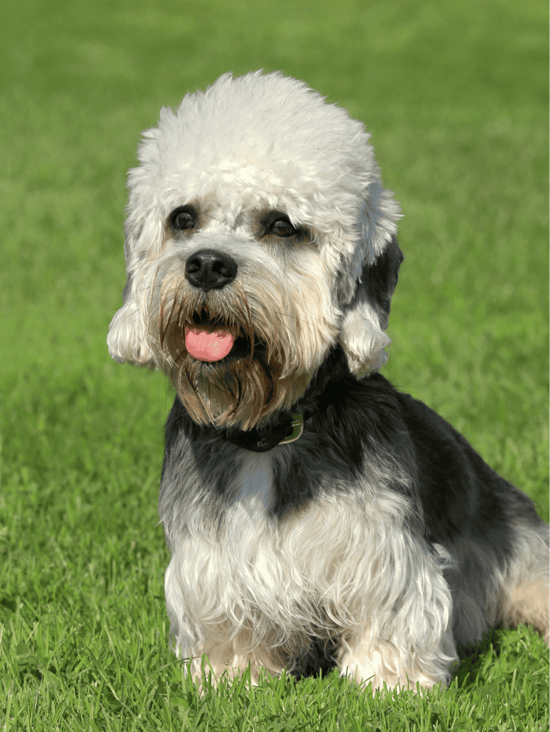 Adorable Doodle mix dog lying on lush green grass at park, showcasing friendly and playful nature.