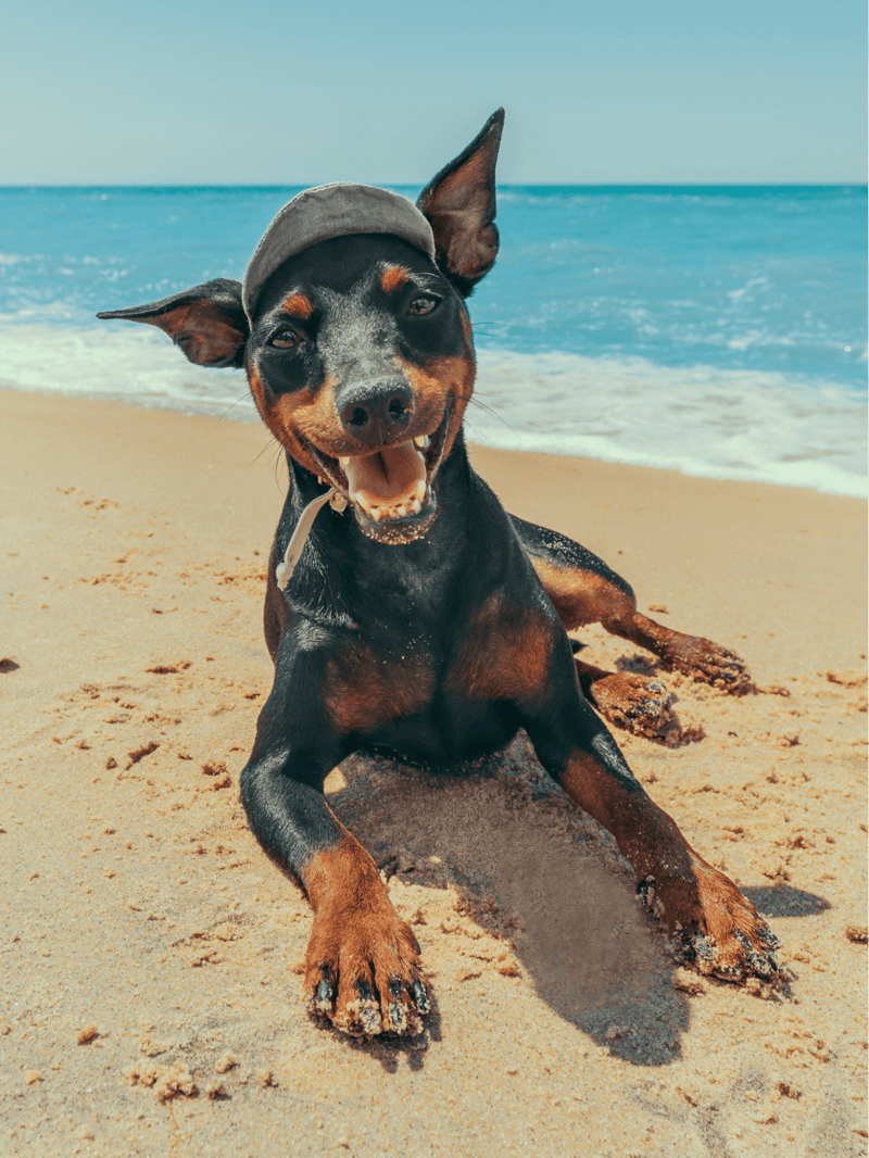Temperament & Intelligence Of The Doberman Pinscher