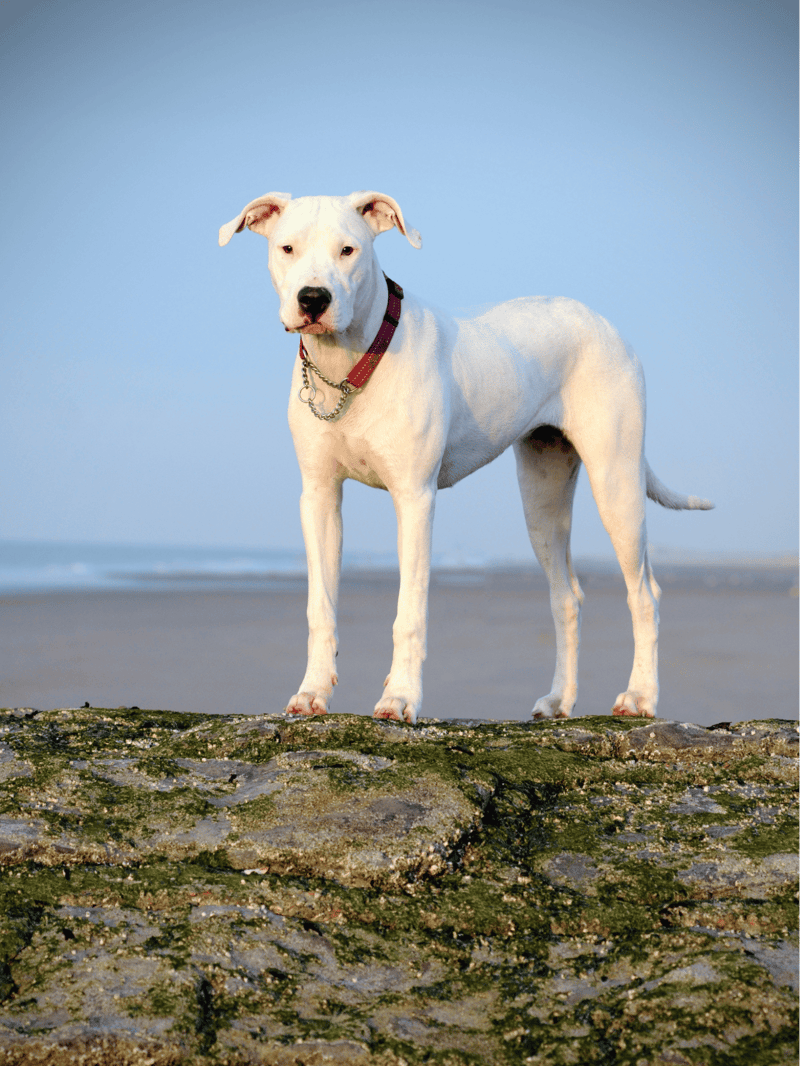 Temperament & Intelligence Of The Dogo Argentino