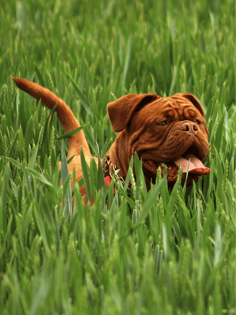 Temperament & Intelligence Of The Dogue de Bordeaux