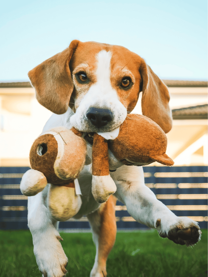 Dog resting on a comfortable blue cushion with a checkered towel.