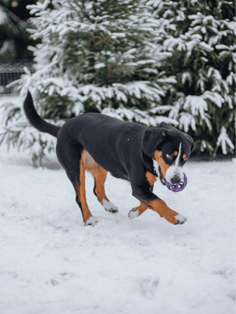 Temperament & Intelligence Of The Entlebucher Mountain Dog
