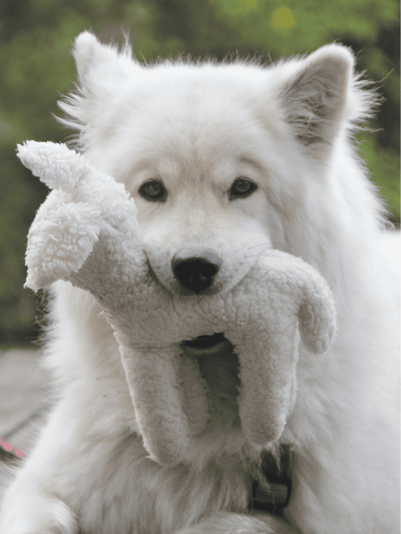Temperament & Intelligence Of The Eurasier