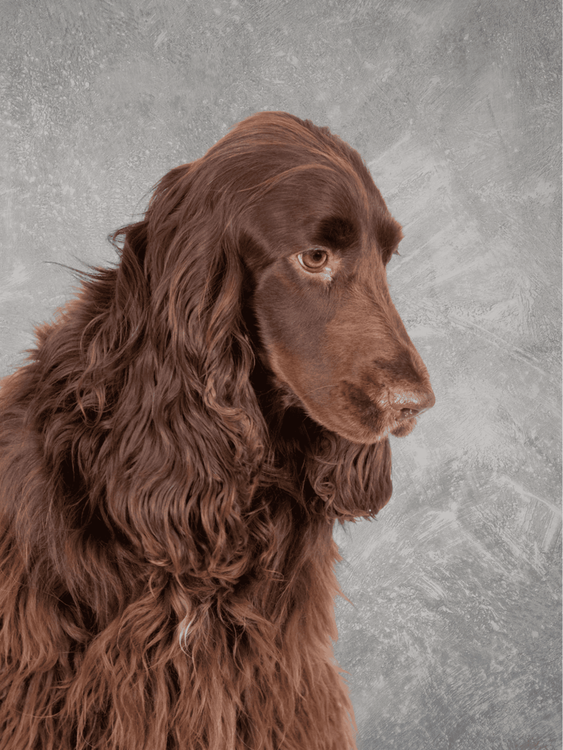 High-quality image of a long-haired dog in a scenic outdoor setting at sunset.
