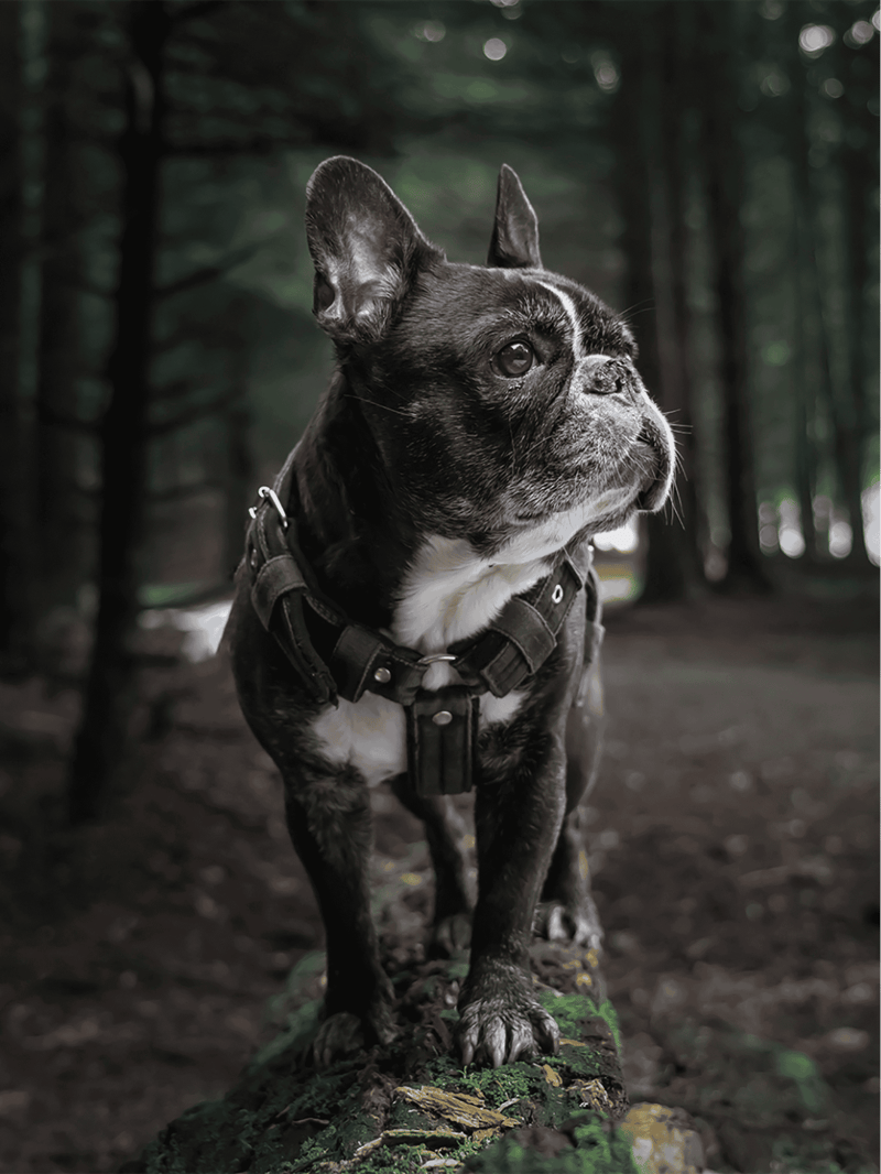 Adorable French Bulldog sitting on forest trail with autumn foliage in the background, perfect for dog lovers.