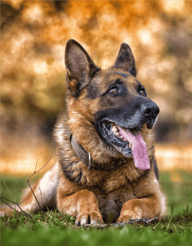 Loyal German Shepherd dog with alert ears and expressive eyes, perfect for active families.