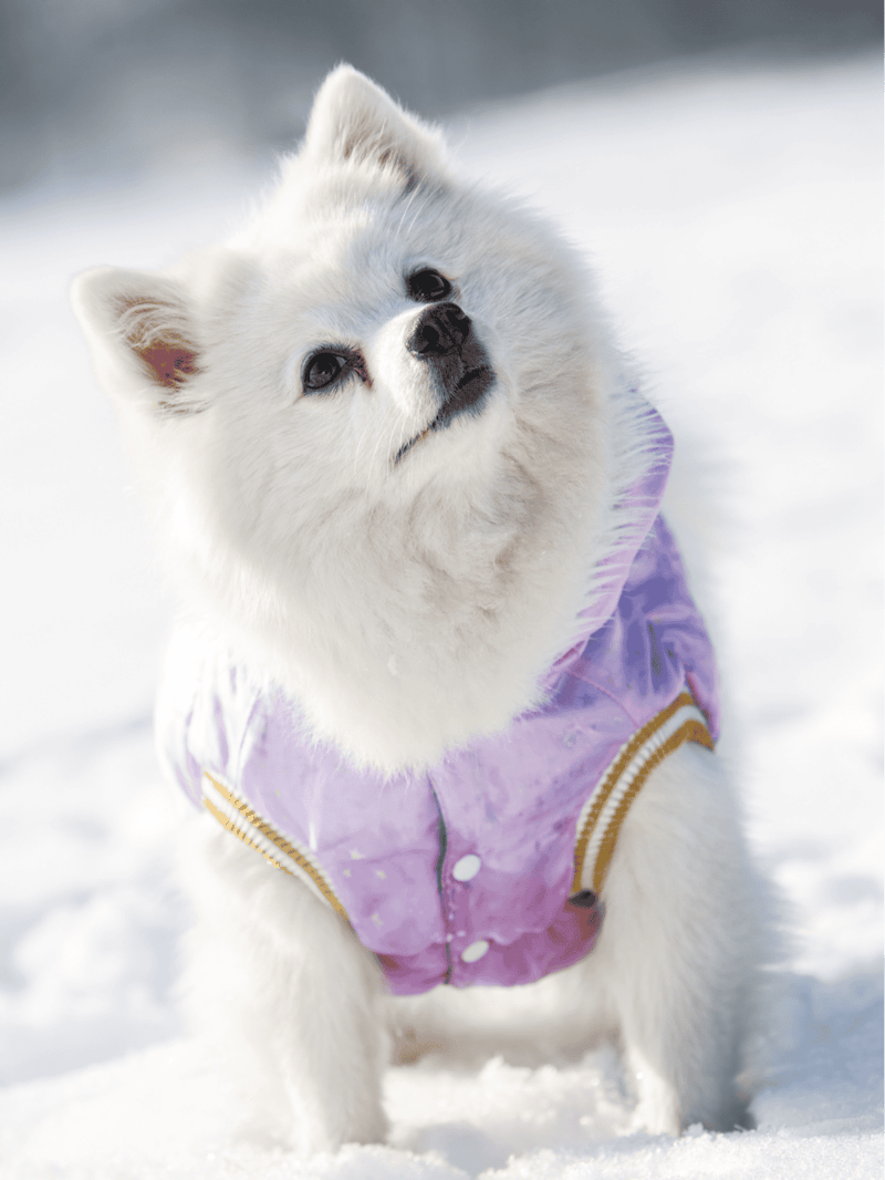 Adorable fluffy white dog wearing a purple winter jacket outdoors in snow.