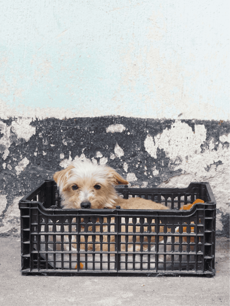 Temperament & Intelligence Of The Glen of Imaal Terrier