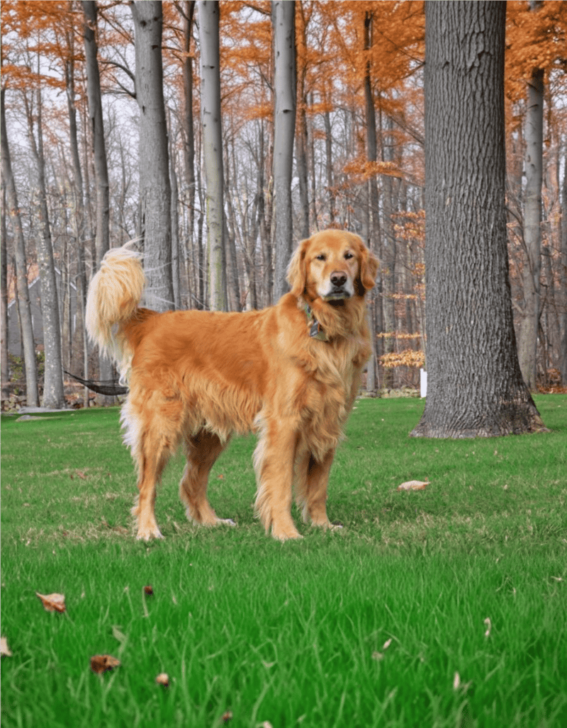 Temperament & Intelligence Of The Golden Retriever